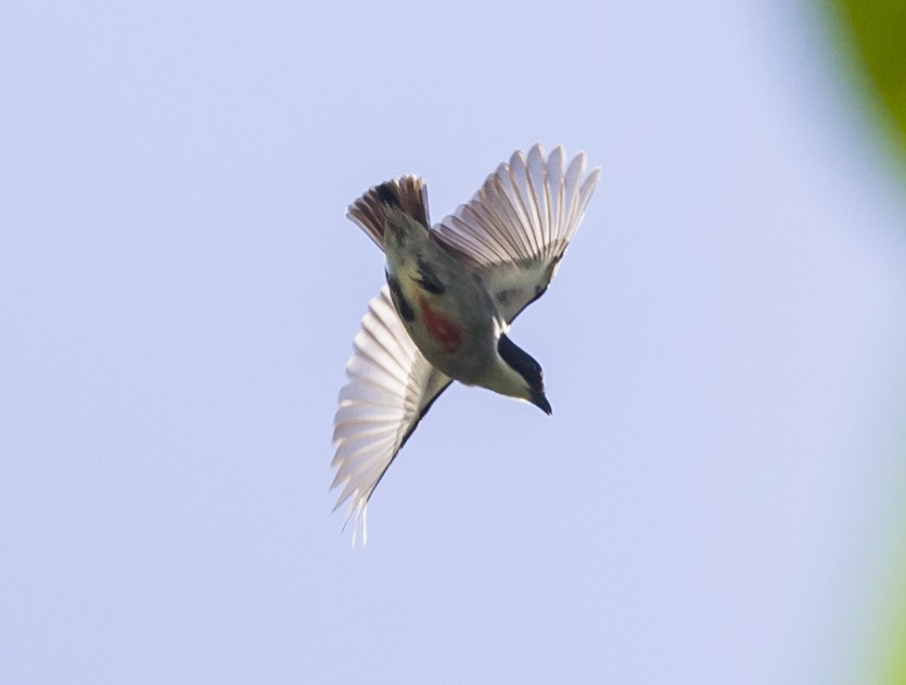 image Red-keeled Flowerpecker